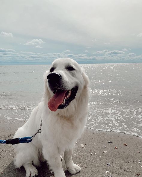 Irish Cream Golden Retriever, Golden Retriever English Cream, English Cream Golden Retriever, Cream Golden Retriever, English Golden Retrievers, English Cream, Golden Glitter, Irish Cream, Golden Retrievers