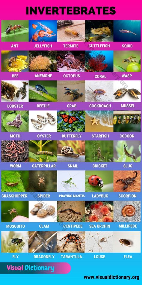 Invertebrates: 40 Great List of Animals that Are Invertebrates Animals Classification, Classification Of Animals, Mammals Animals, Animals Name In English, Vertebrates And Invertebrates, Microscopic Organisms, Animal Classification, Animal Names, Visual Dictionary