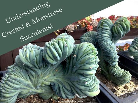 Understanding Crested Succulents & Monstrose Cactus | The Succulent Eclectic Monstrose Cactus, Crested Succulents, Plant Identification App, Different Types Of Succulents, Succulent Names, Amazing Plants, Propagating Succulents, Types Of Succulents, Succulent Soil