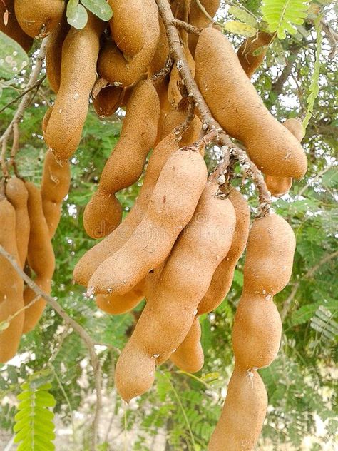 Tamarind tree. In garden (Tamarindus indica tree , #SPONSORED, #tree, #Tamarind, #garden, #indica, #Tamarindus #ad Tree In Garden, Tamarind Tree, Wood Tree, Garden Trees, Nature Images, Wordpress Theme, Photo Image, Wordpress, Branding