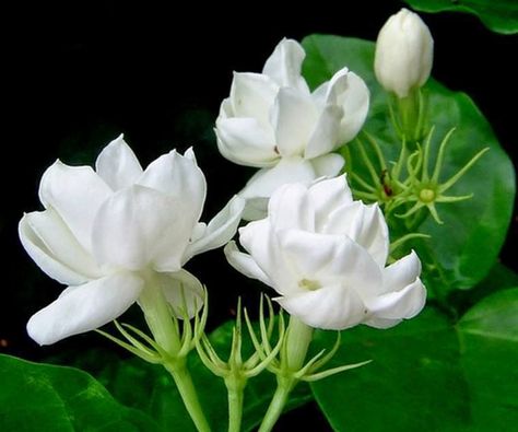 Welcome to Nazneen's Blog World: Loans, Payment of Loans, Freezing of Property, Ban... Jasmine Flower Tea, Arabian Jasmine, Jasminum Sambac, Bonsai Nursery, Jasmine Plant, Jasmine Flower, Flower Tea, Beautiful Flowers Pictures, Good Morning Greetings