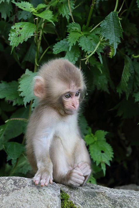 Newborn Baby 2014 Monkey Family, Snow Monkeys, Tiny Monkey, Baby Monkeys, Monkey Wallpaper, Monkey Pictures, Pet Monkey, Baby Animals Pictures