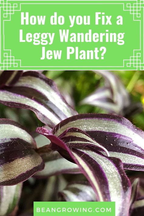 Most people fix a leggy wandering jew plant with legginess by pinching off the new stems. This method works with the usual legginess. Wondering Jew Plant, Wondering Jew, Jew Plant, Indoor Vines, Wandering Jew Plant, Hanging Plants Diy, Easy House Plants, Indoor Water Garden, Plant Care Instructions