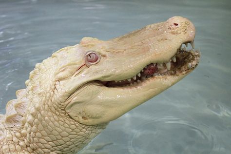 A happy albino crocodile. Albino Animals, Poses References, Crocodiles, Reptiles And Amphibians, Animal Photo, Amphibians, Art Plastique, Beautiful Creatures, Animal Kingdom