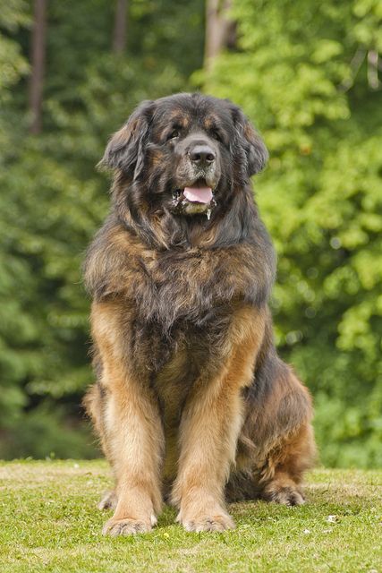 Leonberger dog, intelligent, affectionate, good with children, more active than most giant breed dogs Dog Breeds Chart, Leonberger Dog, Chien Golden Retriever, Giant Breeds, Huge Dogs, Dogs Breeds, Terra Nova, Giant Dogs, About Dogs