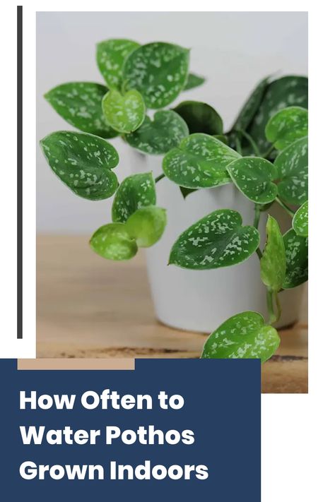 You’ve just brought home a vibrant pothos plant, eager to see it thrive in your living space. But as days go by, you find yourself unsure about when to water it. Too much, and you risk root rot; too little, and the leaves start to droop. This common dilemma can be easily managed with the right knowledge. By reading this post, you’ll learn exactly how often to water your pothos grown indoors, ensuring it stays lush and healthy. Pothos In Water, Golden Pothos, Root Rot, Uses For Coffee Grounds, Pothos Plant, Banana Tree, Plant Health, Growing Indoors, Hydrangea Flower