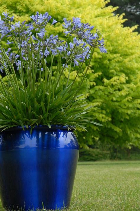 Front Porch Plants, Shade Loving Perennials, Hgtv Garden, Blue Planter, Garden Pottery, Blue Garden, Garden Containers, Christmas Paintings, The Grass