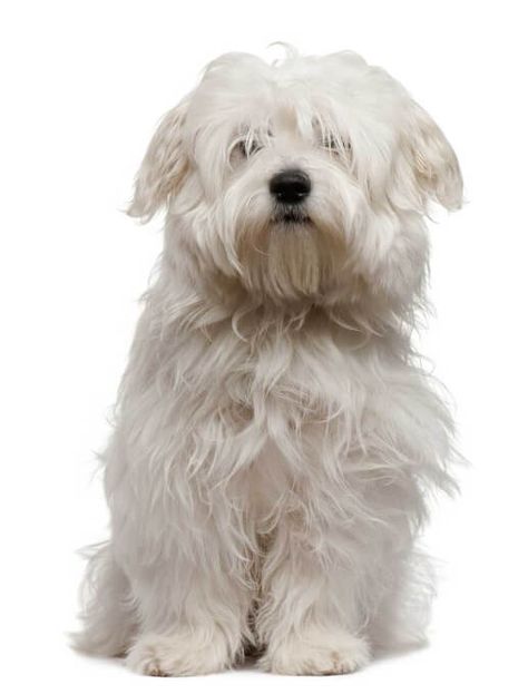 Coton De Tulear Cotton De Tulear, Big Dog House, Coton De Tulear Puppy, Coton De Tulear Dogs, Akc Breeds, Illustration Dog, Big Dog Breeds, Best Dog Toys, Food Dog