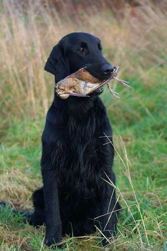 Flatcoated Retriever Silly Puppies, Labrador Noir, Flat Coated Retriever, Cat Whiskers, Bird Dogs, Pretty Dogs, Dog Rules, Water Dog, Sporting Dogs