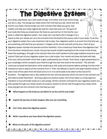 Digestive System Project, Digestive System Worksheet, Skeletal System Worksheet, Human Body Printables, Human Body Unit Study, Human Body Worksheets, Biology Activity, Human Digestive System, Worksheets For Grade 3