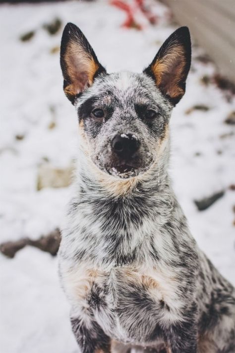 Blue Healers Dog, Australian Shepherd Husky, Blue Healer, Austrailian Cattle Dog, Cattle Dogs Rule, Blue Heeler Puppies, Red Heelers, Heeler Puppies, Blue Heelers