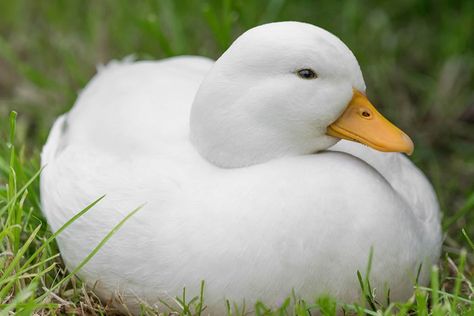 Call Duck Breed (Everything you Need to Know) Small Chicken Breeds, Call Ducks, Call Duck, Bantam Breeds, Random Animals, Mini Gallery, Duck Breeds, Pet Ducks, Cute Ducklings