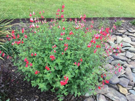 Blackcurrant Sage (Salvia microphylla 'Hot Lips') From Missy M in SC June '16 Hot Lips Salvia Landscaping, Hot Lips Plant, Drought Resistant Landscaping, Texas Landscaping, Yard Plants, Edible Gardens, Sage Plant, Planting Design, Garden Flower Beds