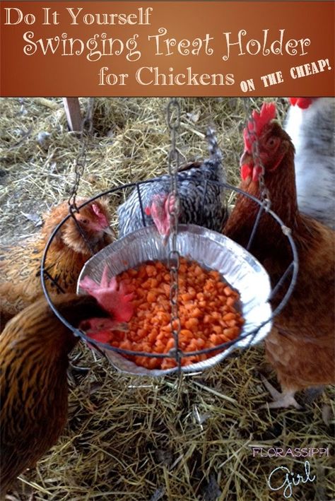 DIY Swinging Treat Holder for Chickens (On the Cheap!) A Year round boredom buster by Florassippi Girl Flock Block, Chicken Feeders, Growing Grass, Chicken Life, Chicken Treats, Crazy Chicken Lady, Keeping Chickens, Building A Chicken Coop, Chicken Coop Plans