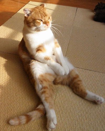 Orange Cats, Cute Kittens, Cat Pose, Cat Sleeping, Cat Person, Silly Cats, Tabby Cat, Baby Cats, Cute Funny Animals