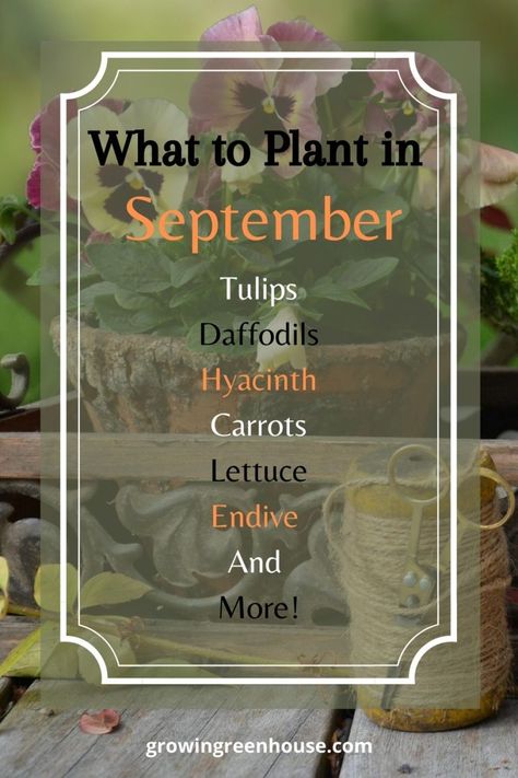 Fall Container Plants, Garden Patios, Heating A Greenhouse, Fall Gardening, Garden Tattoos, Planting Calendar, Fall Containers, House Dream, Greenhouse Growing