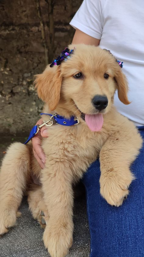 Chien Golden Retriever, Cute Animals Puppies, Life Pictures, Golden Retrievers, Golden Dog, I Love Dogs, Dog Friends, Golden Retriever, Cute Dogs