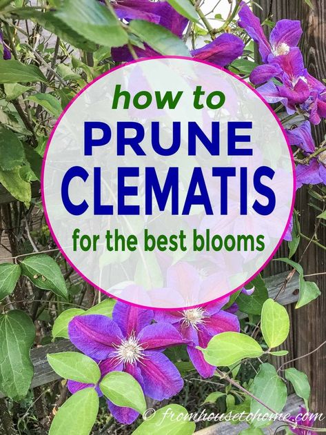 how to prune Clematis for the best blooms Pruning Clematis, Part Shade Perennials, Clematis Care, Clematis Varieties, Blue Clematis, Autumn Clematis, Clematis Plants, Garden Remedies, Clematis Flower