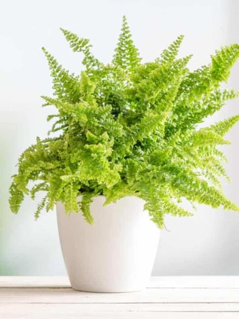 Best Air Purifying Plants, Ferns Care, Air Cleaning Plants, Indoor Plant Care, Pothos Plant, Low Light Plants, Fern Plant, Bathroom Plants, Air Purifying Plants