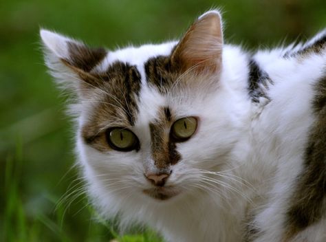 White and brown mottled tabby with green eyes Cats Brown, White Tabby Cat, Warrior Cats Series, Brown Tabby, Cat Anatomy, Tabby Cats, Cat With Blue Eyes, Cat Pose, Brown Cat