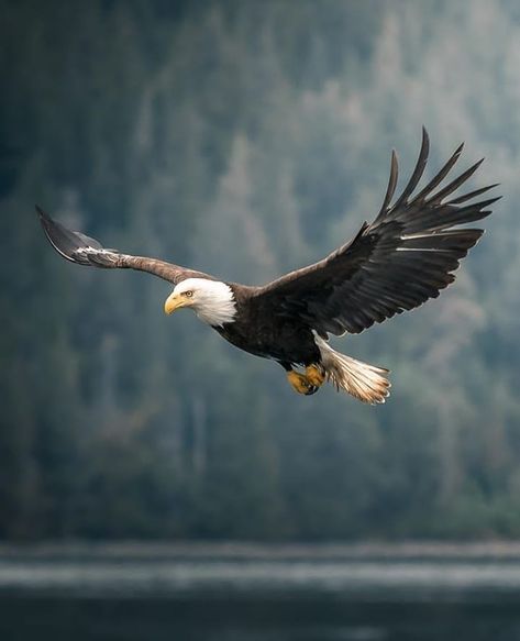 Eagles Of Instagram on Instagram: “Like and share please ❤ . Follow : @eagles.of.insta . Photographer📷: @marcbaechtold . #baldeagle #birds #eagle #birdsofprey #raptors…” Bald Eagle Photography, Bald Eagle Art, Eagle Flying, Prey Animals, Tattoo Nature, Animals Tattoo, Eagle Drawing, Eagle Images, Eagle In Flight