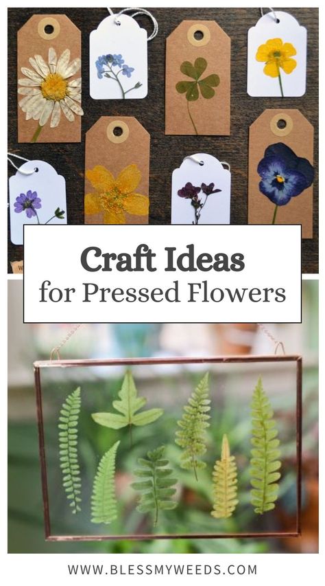 Get inspired with these creative craft ideas for using pressed flowers. Perfect for DIY projects, these crafts add a touch of nature to your home decor. Try these fun and beautiful ideas today! Diy Fall Nature Crafts, Uses For Dried Flowers, Things To Make From Nature, Crafts With Fresh Flowers, Simple Nature Crafts, What To Do With Dry Flowers, Dried Flowers Craft Ideas, Flower Drying Ideas, Fall Flower Crafts