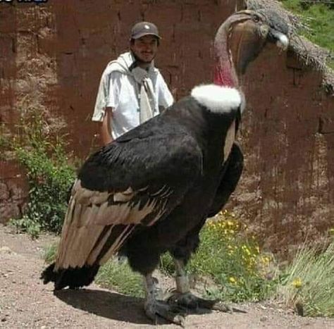 Andean Condor, Big Birds, Blue Planet, Image Nature, Unusual Animals, Rare Animals, Endangered Animals, Pretty Birds, 1920s Fashion