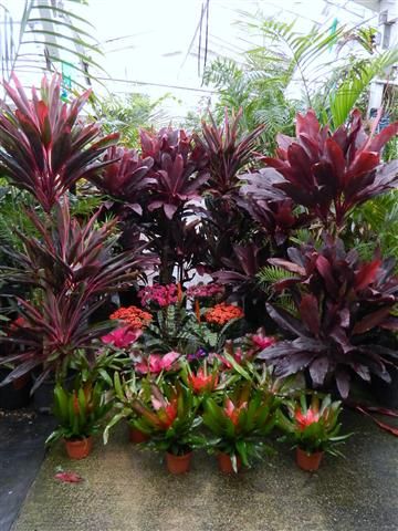 TROPICAL PLANTS - Rainforest Plants that Look Great in the Garden Field Garden, Garden Field, Tropical Backyard Landscaping, Balinese Garden, Plants In Pots, Rainforest Plants, Florida Landscaping, Tropical Garden Design, Tropical Backyard