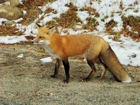 Fox Side View, Fox Reference, Wild Wednesday, Wild Rabbits, Landscape References, Walk Cycle, Animal Makeup, Wild Rabbit, Watership Down