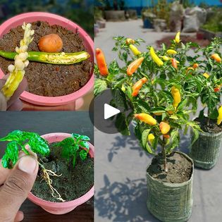 53K views · 874 reactions | How to grow chilli plant from seeds at home | Propagating Chili pepper plant from seeds | How to grow chilli plant from seeds at home | Propagating Chili pepper plant from seeds | By Dian CreativeFacebook Chili Pepper Plant, Chilli Plant, Pepper Plant, Pepper Plants, Chili Pepper, Planting Seeds, How To Grow, To Grow, Chili