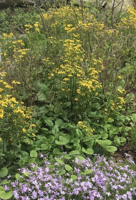 Spread Plant Love, Not Mulch - Ecological Landscape Alliance Ecological Landscape, Native Plant Landscape, Naturalistic Garden, Guerrilla Gardening, Virginia Bluebells, Landscaping On A Hill, Asclepias Tuberosa, Native Plant Gardening, Foundation Planting