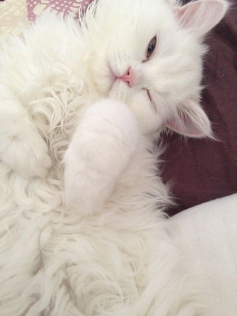 Sir-snuggles-a-lot peeking from his snooze. #persian cat  #white cat #calico eyes #sleeping kitty Persian Cat Aesthetic, Soft Hobi, Cat Posing, White Persian Cat, Cat Calico, Adopt A Cat, Cat White, Gorgeous Cats, Cat Pose