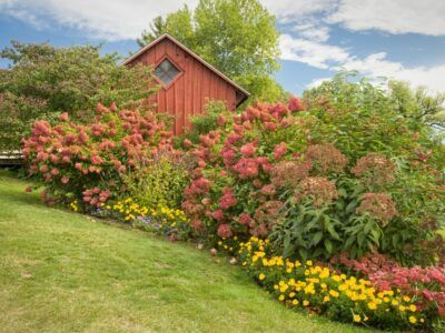 Hedge Row Ideas, Privacy Hedge Ideas, Landscape Around House, Hedging Ideas, Privacy Screen Plants, Hedge Ideas, Living Fences, Privacy Screen Ideas, Desert Landscape Design