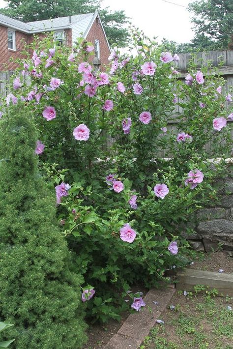 Rose Of Sharon Tree, Rose Of Sharon Bush, Hydrangea Care, Garden Shrubs, Rose Of Sharon, Beautiful Flowers Garden, Plant Cuttings, Garden Trees, Garden Cottage