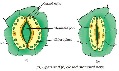 Stomata Diagram Class 10 Stomata Diagram Class 10, Stomata Diagram, Neuron Diagram, Digestive System Diagram, Cell Diagram, Science Diagrams, Human Respiratory System, Class 10 Science, Cbse Class 10