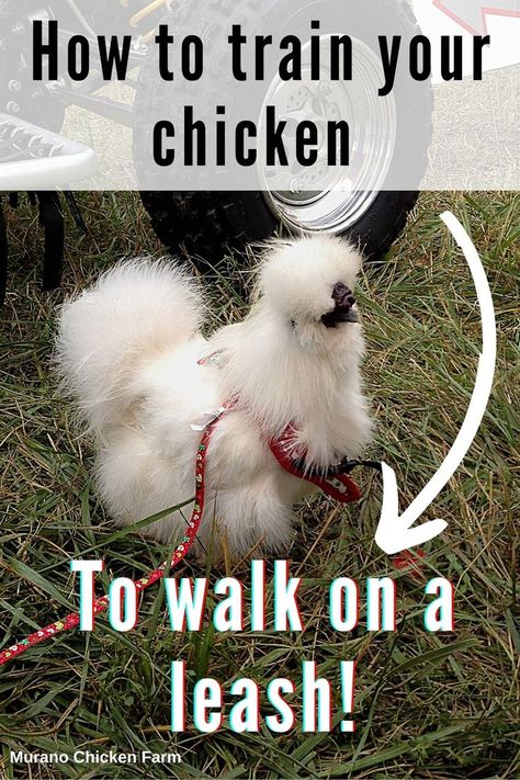 Fluffy, white chicken walking on a red harness & leash Diy Chicken Leg Tags, Chicken Harness Pattern, Chicken Leash, Chicken Harness, Chicken Backyard, Chicken Coop Ideas, Funny Pet Costumes, Farm Tips, Training Chickens