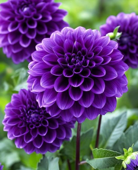 Purple Dahlias, Dahlia Flower Garden, Yellow Dahlia, Octopus Tattoo Design, Purple Dahlia, The Aztecs, Blue Dahlia, Growing Dahlias, Sun Water