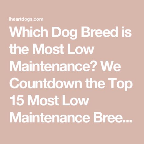 Which Dog Breed is the Most Low Maintenance? We Countdown the Top 15 Most Low Maintenance Breeds Low Maintenance Dog Breeds, Miniature Dogs, All Dogs, Canine Companions, The Dogs, Shelter Dogs, Service Dogs, Need Love, Dog Breed