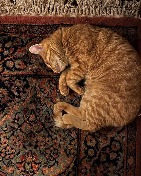 Ginger Cats Aesthetic, Kitties Aesthetic, Orange Cat Aesthetic, Autumn Rug, Fall Cat, Online Quiz, A Black Cat, Pretty Animals, Cat Sleeping