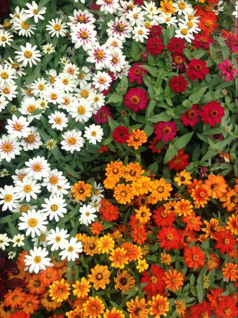 red orange and white wildflowers Urban Orchard, White Wildflowers, Orange Bedding, House Makeover, Field Of Flowers, Flower Landscape, Jewellery Ideas, Flower Bed, Autumn Garden