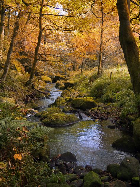 golden autumn woodland with autumn forst trees with a stream run Norse Witch, Fae Aesthetic, Pixie Hollow, Golden Autumn, Vulture Culture, Aesthetic Content, Fairy Aesthetic, Fantasy Forest, Autumn Scenery