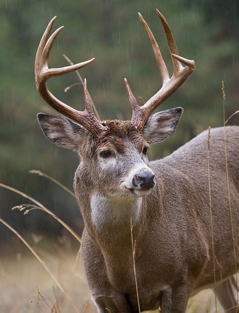 Whitetail Deer Pictures, Deer Photography, Big Deer, Deer Hunting Tips, Deer Photos, Deer Pictures, Whitetail Bucks, Buck Deer, Deer Family