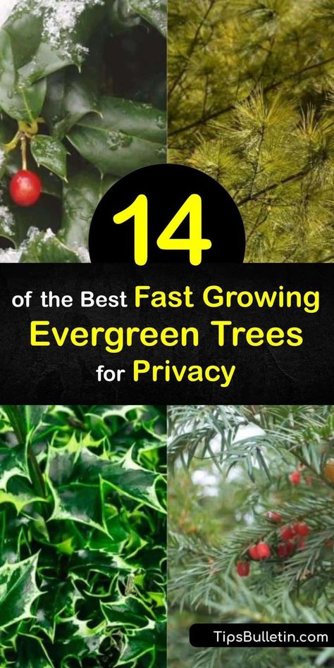 Try these fast growing evergreen trees for privacy ideal for increasing home security. Discover which thuja family tree works best for your home and climate. Learn more about species like Leyland… More Evergreen Shrubs Full Sun, Evergreen Trees For Privacy, Plants For Privacy, Trees For Privacy, Shrubs For Privacy, Fast Growing Evergreens, Leyland Cypress, Growing Trees, Privacy Trees