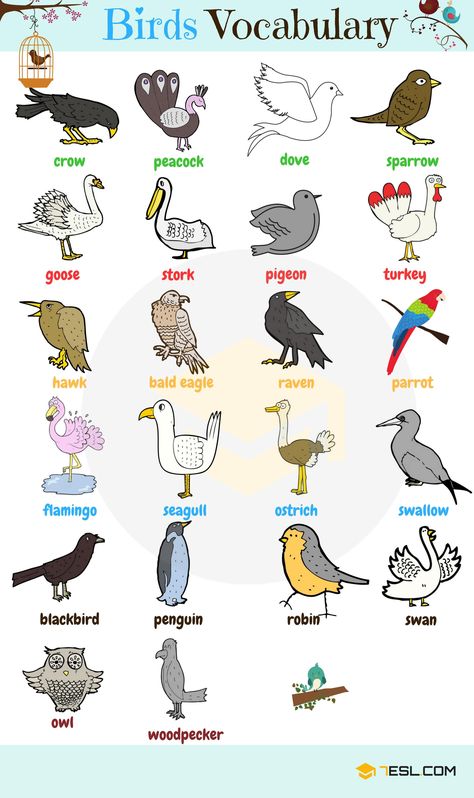 Birds Vocabulary in English Bird Names, Different Types Of Birds, Birds Images, Animals Name In English, अंग्रेजी व्याकरण, Types Of Birds, Names List, Learning English For Kids, Bird Logo