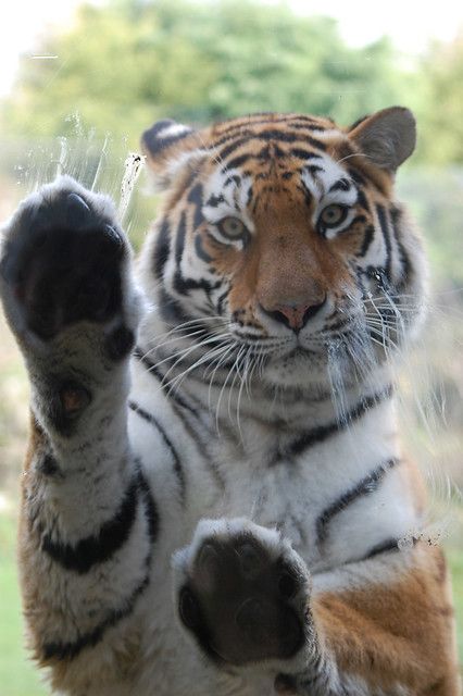 Gary Yourofsky, Cats In The Wild, Tiger Zoo, Pictures Of England, Marvel Birthday, Marvel Birthday Party, Amur Tiger, Dream Pet, Amazing Animal Pictures