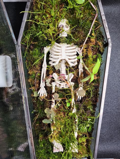 Coffin Terrarium Ideas, Coffin Terrarium, Graveyard Terrarium, Skeleton Terrarium, Skull Terrarium, Animal Skull Terrarium, Glass Coffin Terrarium, Oddities Decor, Jumping Spider