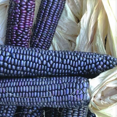 Amazon.com : Blue Hopi Corn Seeds - 100 Count Seed Pack - A Royal Blue Colored Heirloom Flint Corn That can be Eaten as Sweet Corn When Picked Young - Country Creek LLC : Patio, Lawn & Garden Flint Corn, Corn Vegetable, Glass Gem Corn, Field Corn, Blue Corn Tortillas, Southern Idaho, Corn Nut, Corn Seed, Indian Corn