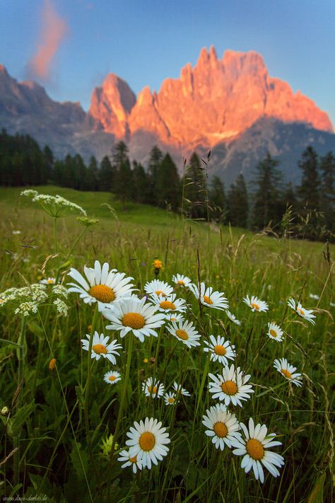 Wildflower Alpenglow by Dave-Derbis on DeviantArt Mountain Reference, Garden Corner Ideas, Country Cottage Garden, Corner Ideas, Aesthetic Cottage, Garden Corner, Colorado Fall, Valley Of Flowers, Dolomites Italy