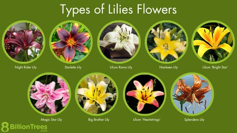 35 Types of Lilies Flowers: How To Identify Lily Flowers by Shape, Color Types Of Lily Flowers, Lily Types, Lilly Colors, Flowers By Color, Different Types Of Lilies, Growing Lilies, Types Of Lilies, Trumpet Lily, Flowers To Grow