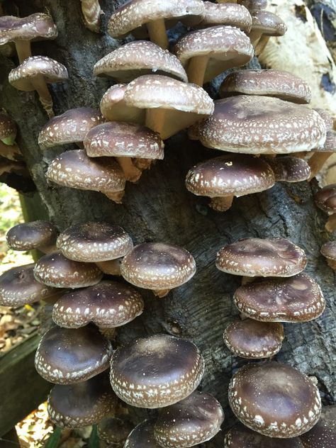 Mushroom Plugs, Growing Mushrooms Indoors, Growing Shiitake Mushrooms, Growing Mushrooms At Home, Mushroom Spores, Mushroom Kits, Mushroom Grow Kit, Mushroom Growing, Shiitake Mushrooms